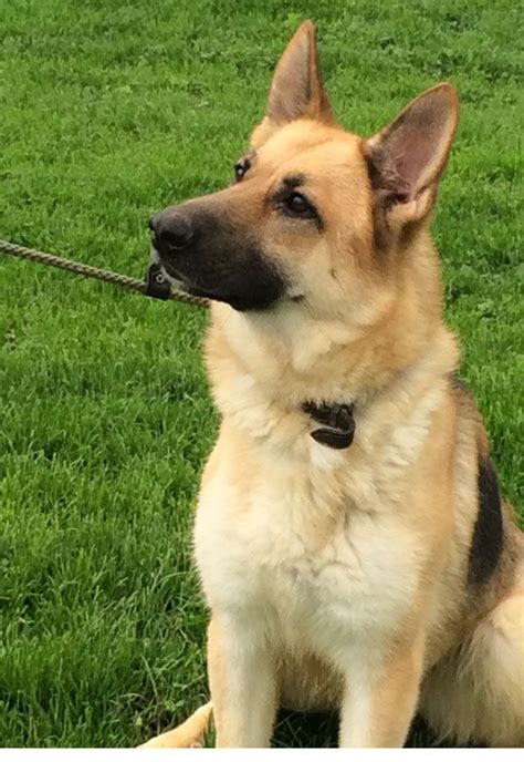 Central new york german shepherd rescue - We foster German Shepherds, evaluating them for medical and social needs. All dogs are spayed or neutered and we ensure they are current on shots, have been tested for …